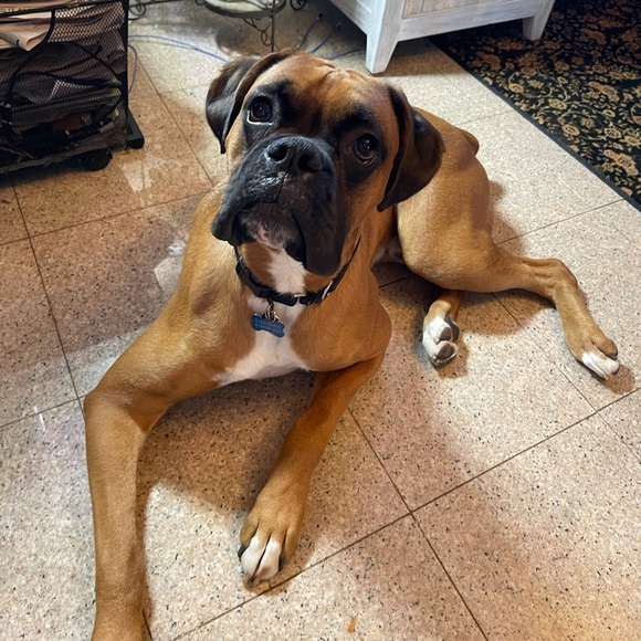 MAKE ME AN OFFER. We’re ALL WINNERS. !!👍😉👚👕👗🩱👙👠🥿🩴🥻👘🥾🧤👒🩳🥻🐶🐾💕 - Picture 2 of 16